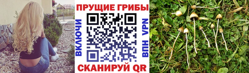 blacksprut как войти  Валдай  Псилоцибиновые грибы мухоморы  купить наркотик 